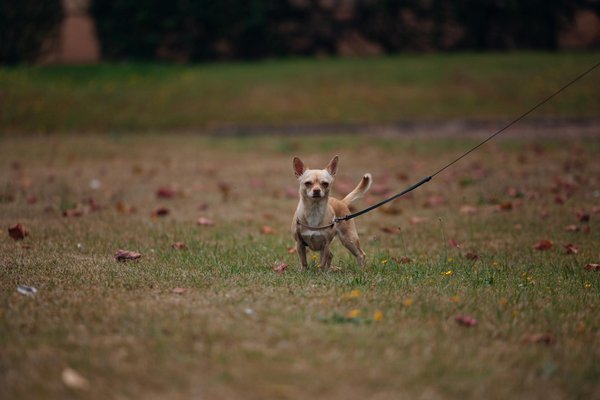 How can you recreate the flavors of a traditional Lancashire hotpot?